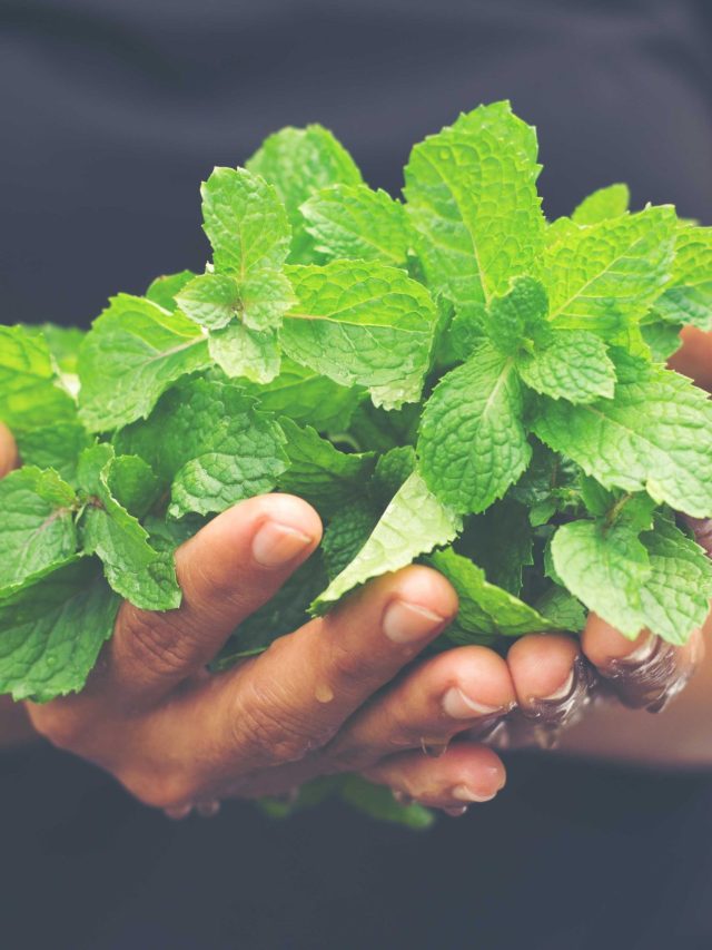 তীব্র গরমেও পুদিনা গাছ থাকবে সতেজ, রইল সহজ টিপস