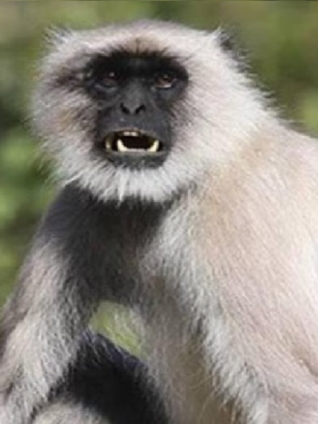 WOW... शायद ही देखा हो बंदरों का ऐसा डिसिप्लिन, हैरान कर देगा VIDEO