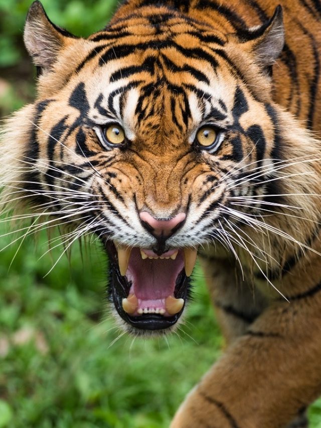 সাংঘাতিক রাগ এই ৫ রাশির! এদের থেকে সাবধান