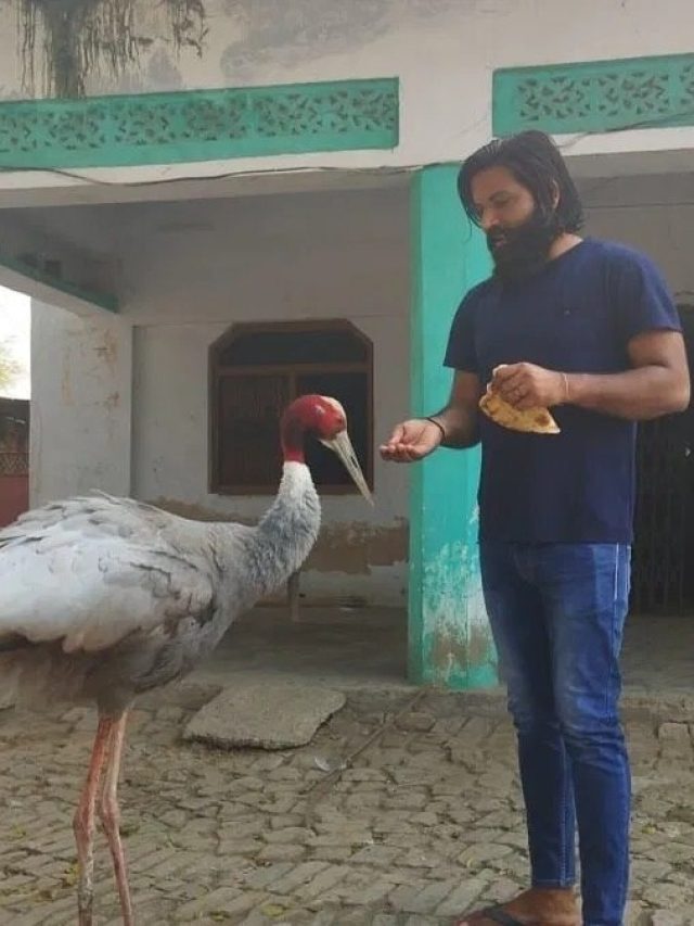 कानपुर चिड़ियाघर में एक-दूसरे से मिलते ही बिलख पड़ा सारस, रो पड़ा आरिफ