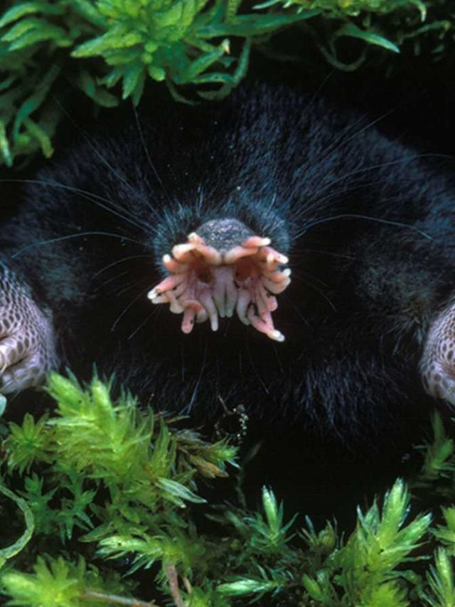 Animals That Live Underground