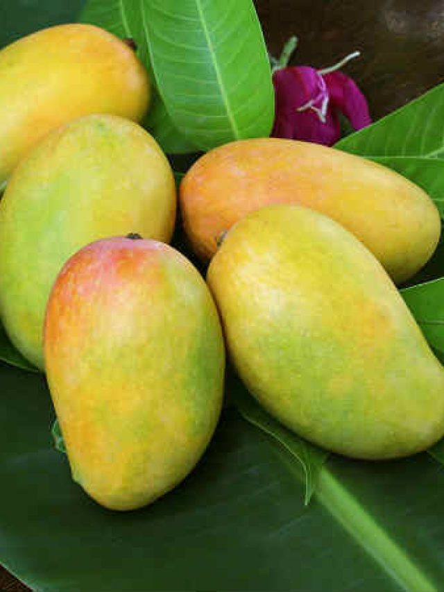 আমের এই অংশ 'বিষাক্ত', না ফেলে খেলে কী হবে শরীরে?