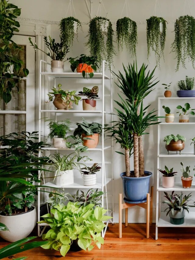 এই ৫ ফুল গাছ রাখলে টাকায় ভরে উঠবে ঘর