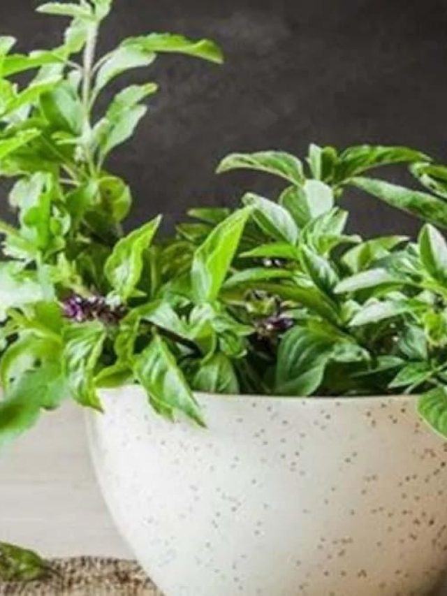 তুলসীর পাশে এই ৪ গাছ কখনও লাগাবেন না, নয়তো...