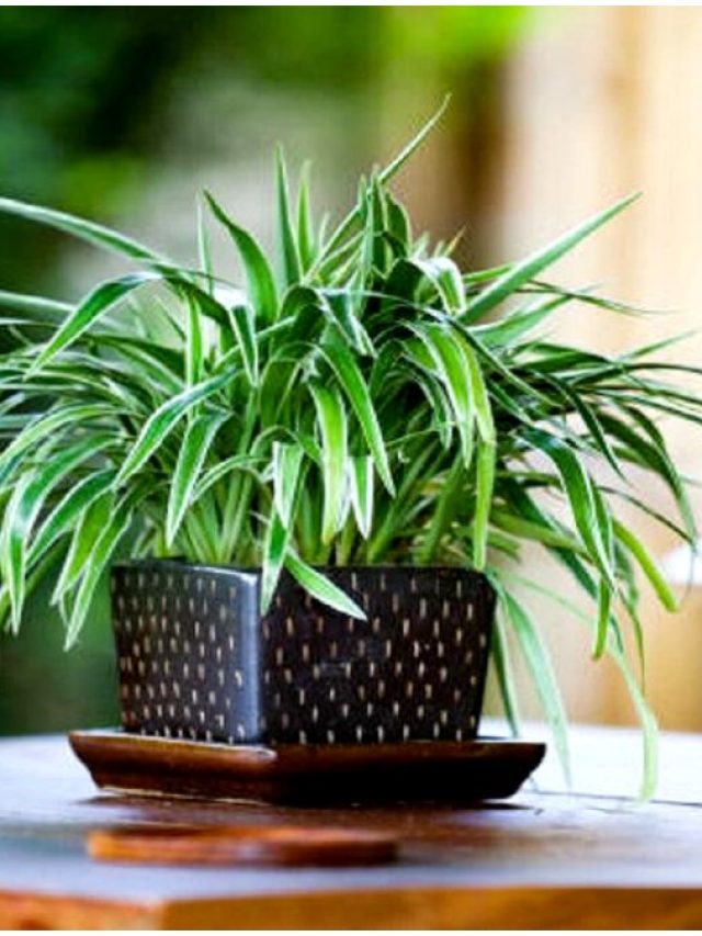 নতুন গাছ কিনে এভাবে টবে লাগান, নিয়মটা জেনে নিন