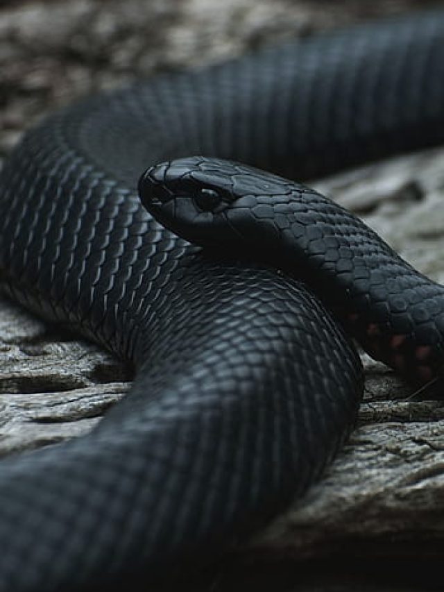 ঘরে সাপ ঢুকে বসে আছে, কীভাবে বুঝবেন?