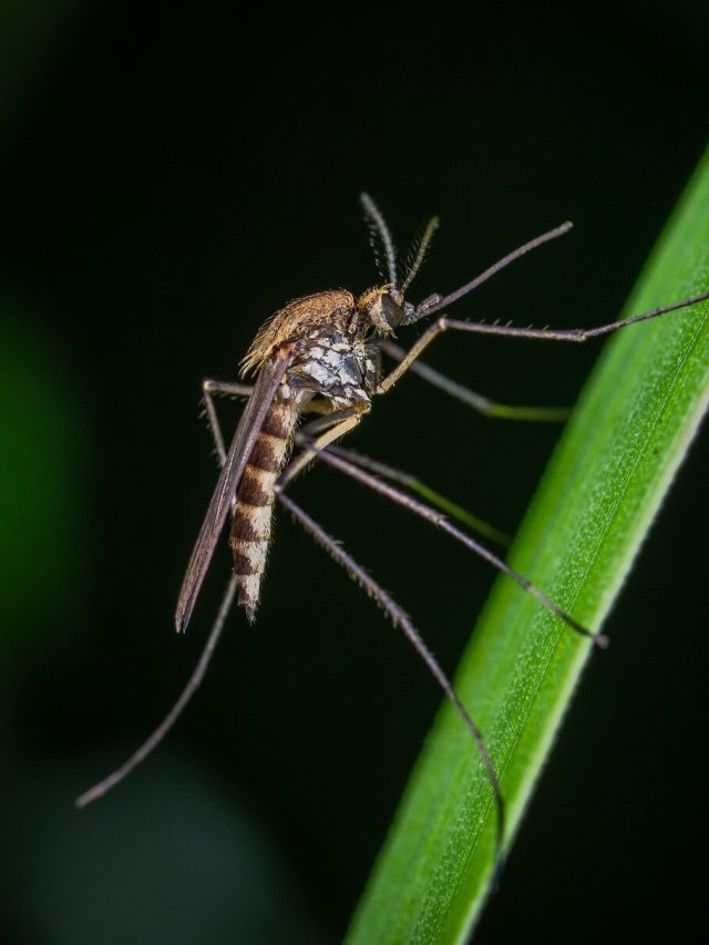 এই ব্লাড গ্রুপের থাকলে মশা সবচেয়ে বেশি কামড়ায়, আপনার A, B, O না AB?