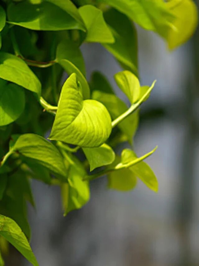 মানি প্ল্যান্ট এই স্থানে রাখলে ঘিরবে দুর্ভাগ্য