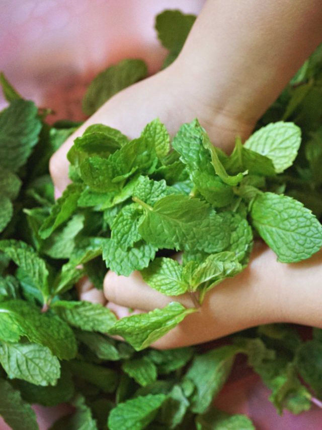 শীতে ওষুধের থেকে কম নয় এই ৫ পাতা, থাকবেন সুস্থ-সবল নীরোগ