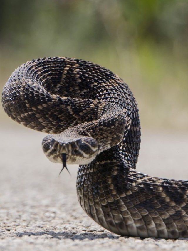 সাপে কামড়ালে এই ভুল করবেন না, জানা খুব জরুরি