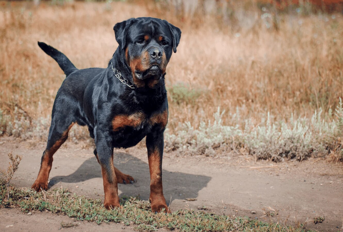 Black and mahogany deals rottweiler