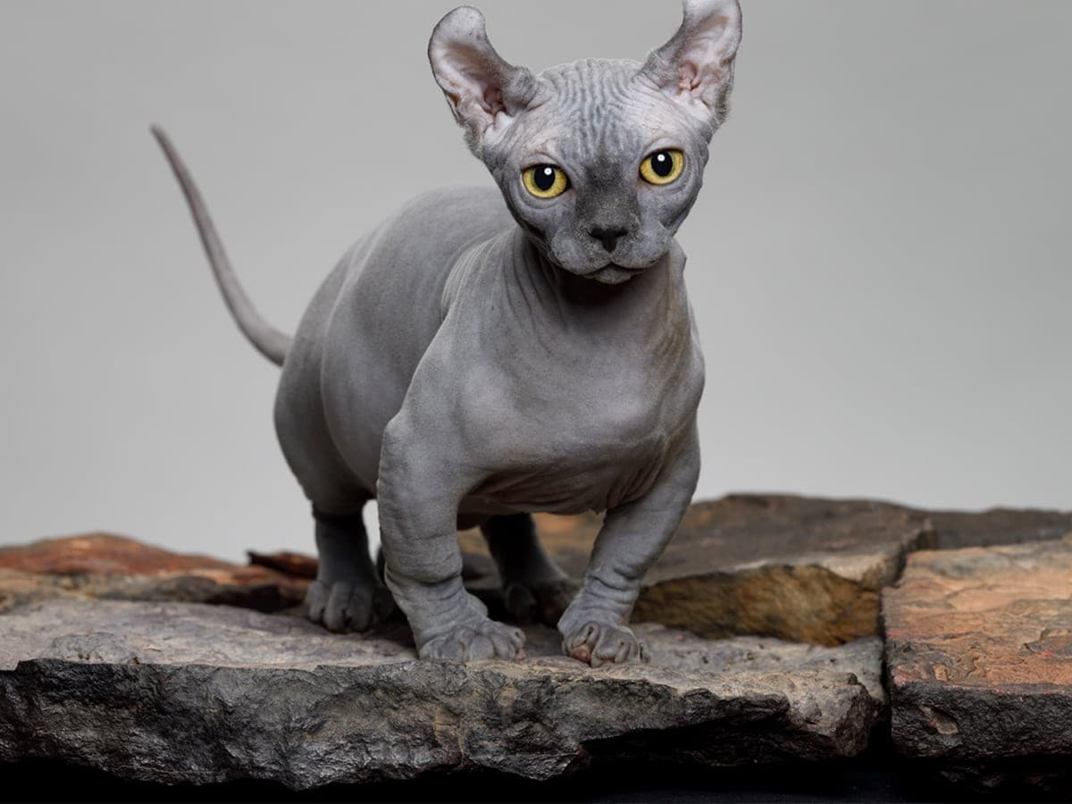 cat breedscat food
cat types
different cat breeds
best cat breeds
small cat breeds
all cat breeds
wild cat breeds
cat personality
types of cat breeds
cat type
cat characteristics
kitten breeds
cat health
cat is cat
cat cats
different types of cat breeds
cat the cat
a breed of cat
pet cat breeds
cat and cat
cat breed personalities
get cat
best pet cat breeds
best types of cats
cat breeds and personalities
the best cat breed
best rated dry cat food
all types of cat breeds
best kitten breeds
cat breeds in
cat breeds as kittens
cat & cat
cat with breed
wild cat breeds pets
small size cat breeds
cat breed characteristics
a cat breed
small kitten breeds
best temperament cats
cat best breed
cat breed temperament
different breeds of kittens
all different cat breeds
cat breeds by size
cat pet breeds
cats with the best temperament
types of kitten breeds
cat breeds with
best small cat breeds
all breed cat
cat food cat
different wild cat breeds
cat breeds and characteristics
all kitten breeds
different types of cat personalities
different cat breeds as kittens
cats and breeds
cat types and personalities
different cat breed personalities
all the different cat breeds
cat personality types by breed
best cat breeds to get
best cat breed as pet
best cat breed to get
a breed of a cat
best cat breeds for
breed of the cat
best cat pet breeds
all wild cat breeds
best breed cat food
cat breeds with best personality
best breeds for cats
cat breed wild
type breed of cats
breed types of cats
cat breed differences
cat breed and personality
pet breed cat
types of breed in cats
the different breeds of cats
best personality cat breeds
cat breeds and temperaments
cat types and breeds
best cat breed personality
cat all breed
best breeds with cats
the cat breeds
best cat breeds as pets
breeds of a cat
cats of different breeds
breed cat food
cat best breeds
cat food for cat
best breed for cats
kitten cat breeds
cat breeds with the best personality
cats breed with wild cats
kitten types of cats breeds
types of cats as kittens
types of cats pets
cat breeds by personality
different cat breeds and personalities
cat breeds to get
cat breeds with best temperament
best types of cats for pets
different types cat breeds
cat size by breed
cat cat breeds
cat type a
small size breed cats
cat breeds com
best cat type for pets
different pet cat breeds
different cat breeds personalities
cat breed with best temperament
about cat breeds
best cat breeds to pet
cat breeds as pets
cat breeds cat
all pet cat breeds
best type of cat breeds
all types of breeds of cats
different types of kitten breeds
cat breeds with personality
breed cat types
cat breed personality types
small pet cat breeds
cats types of cats
types and breeds of cats
all different types of cat breeds
hairless cat
hairless cat breeds
hairless kitten
affectionate cat breeds
hairless cat kittens
types of hairless cats
a hairless cat
different cat types
all type of cats
the hairless cat
types of cats for pets
hairless cat personality
type of kittens
cat breeds that are affectionate
different types of hairless cats
hairless cat temperament
best affectionate cat breeds
cat type personality
ukraine cat breeds
affectionate kitten breeds
all hairless cat breeds
small hairless cat
small cat types
different hairless cat breeds
different breeds of hairless cats
best hairless cats
hairless cat food
best cat breed temperament
a cat breeds
hairless cat as a kitten
a hairless
cat hairless breed
the type of cat
hairless cats com
small affectionate cat breeds
cats that are hairless
cat breeds in ukraine
types of hairless cat breeds
cat hairless cat
breed hairless cat
hairless cat cat
different types of cats for pets
best affectionate cats
best hairless cat breed
hairless cat with kittens
about hairless cats