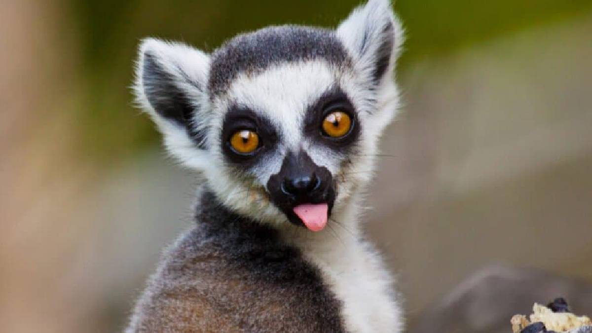 Animals with the biggest eyes on Earth