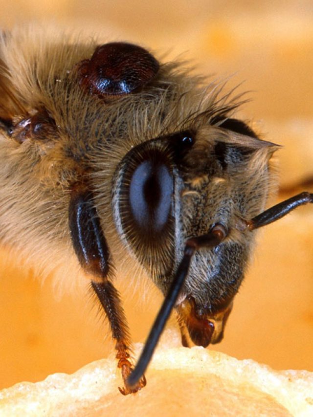 মৌমাছি- বোলতা হুল ফোটালে কীভাবে বিষ কাটাবেন?
