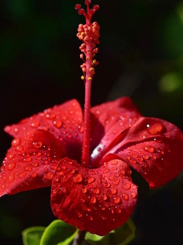  ত্বক থেকে চুলের নানা সমস্যা মেটাতে পারে জবা  