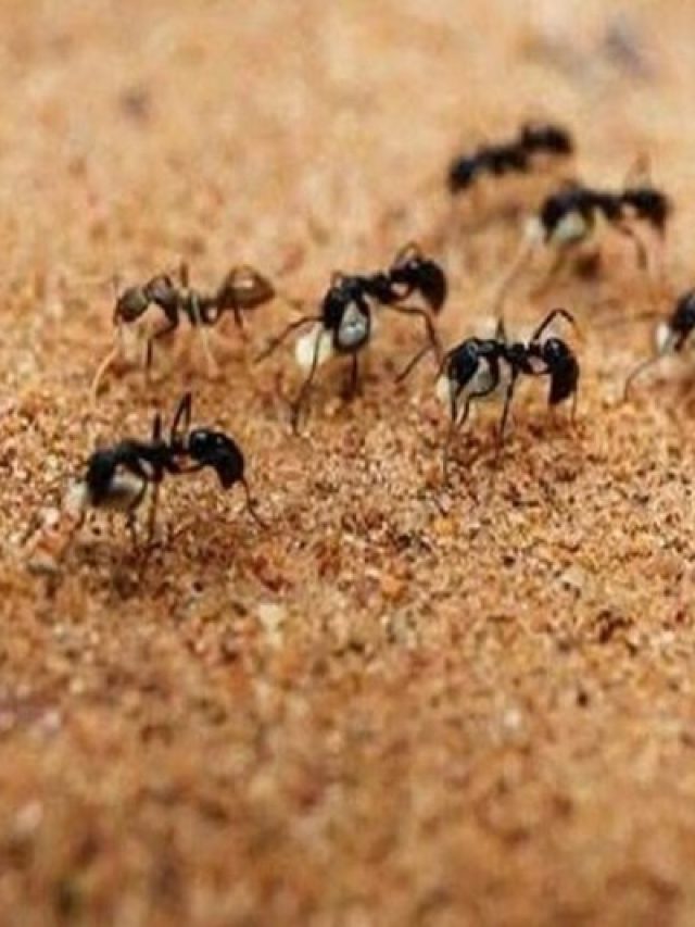 ঘরে যে ধরনের পিঁপড়ে সঙ্কেত দেয়, আর্থিক বিপদ আসছে