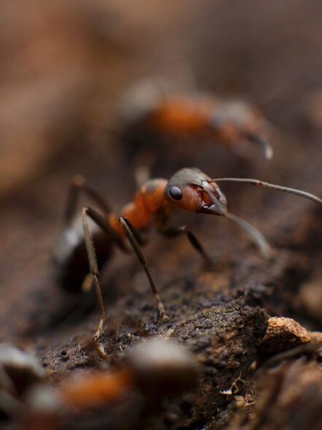 রাসায়নিকে ক্ষতি হয় আপনার, না মেরে ঘরোয়া উপায়ে তাড়ান পিঁপড়ে