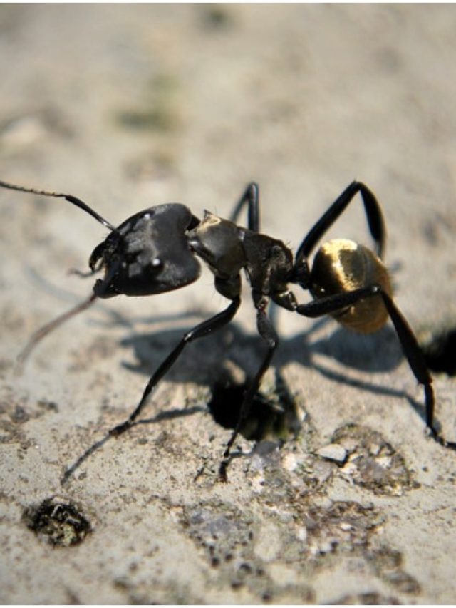 বড় সমস্যার আগাম ইঙ্গিত দেয় পিঁপড়ে! চিনুন লক্ষণগুলি