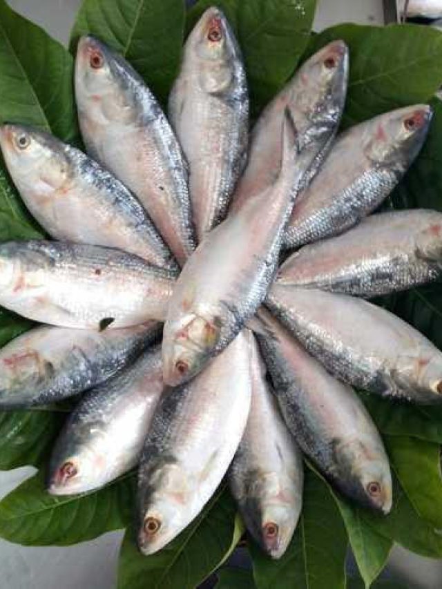 টেস্টি হবেই, টাটকা ইলিশ চিনুন এভাবে