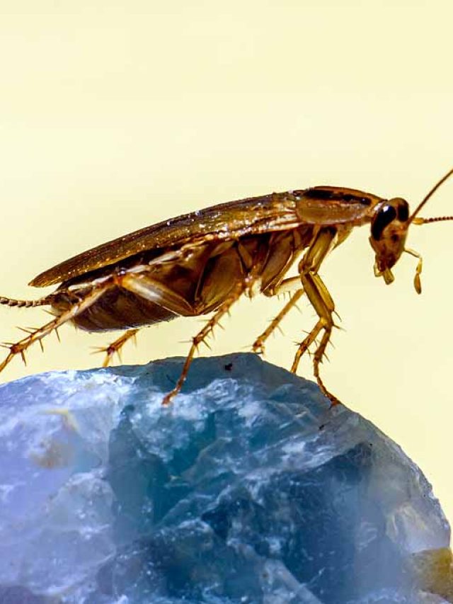 গরুর দুধের চেয়েও বেশি পুষ্টি আরশোলার দুধে! কারা খায়?