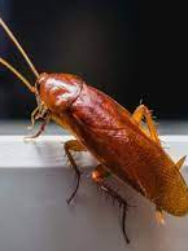 বাপ বাপ বলে পালাবে আরশোলা, রইল টোটকা
