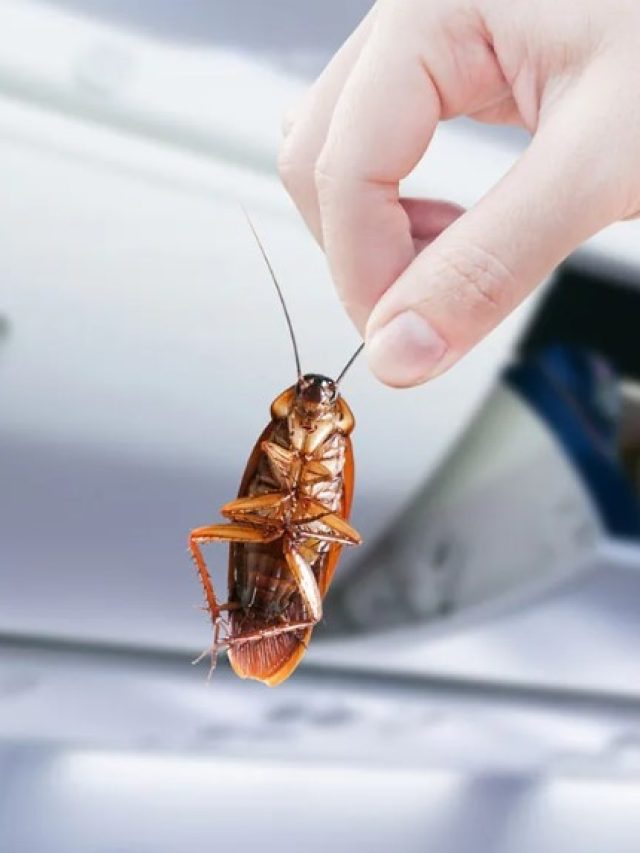 বর্ষায় আরশোলার উপদ্রব , এই ১০ উপায়ে তাড়ান এক নিমেষে