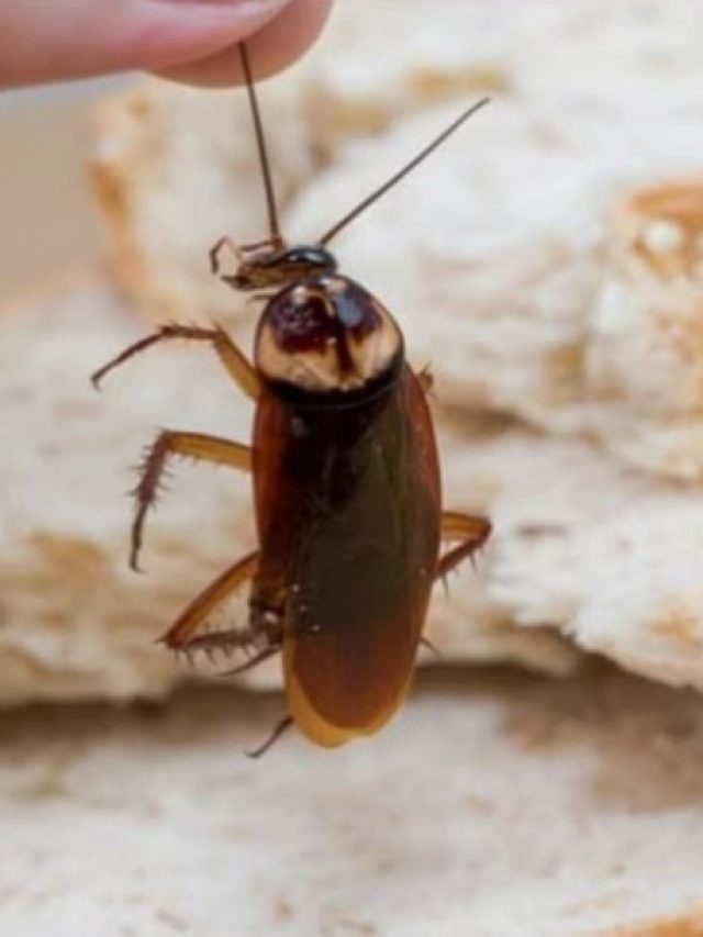 বাপ বাপ বলে পালাবে আরশোলা, রইল টোটকা