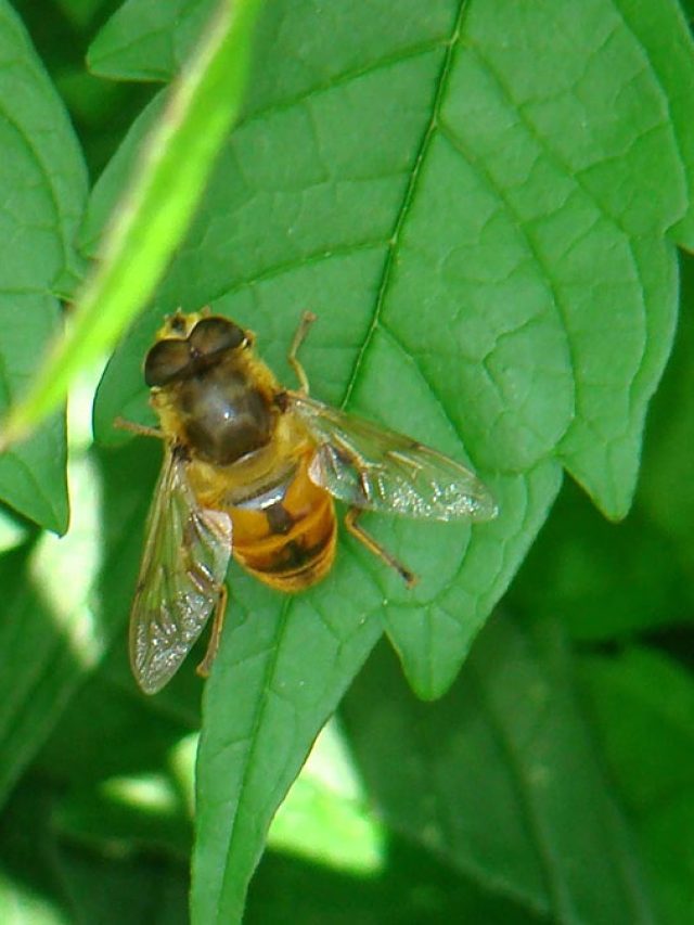 বাগানের পোকামাকড় বাপ বাপ বলে পালাবে, বাড়িতে তৈরি এই স্প্রে দিয়ে তাড়ান