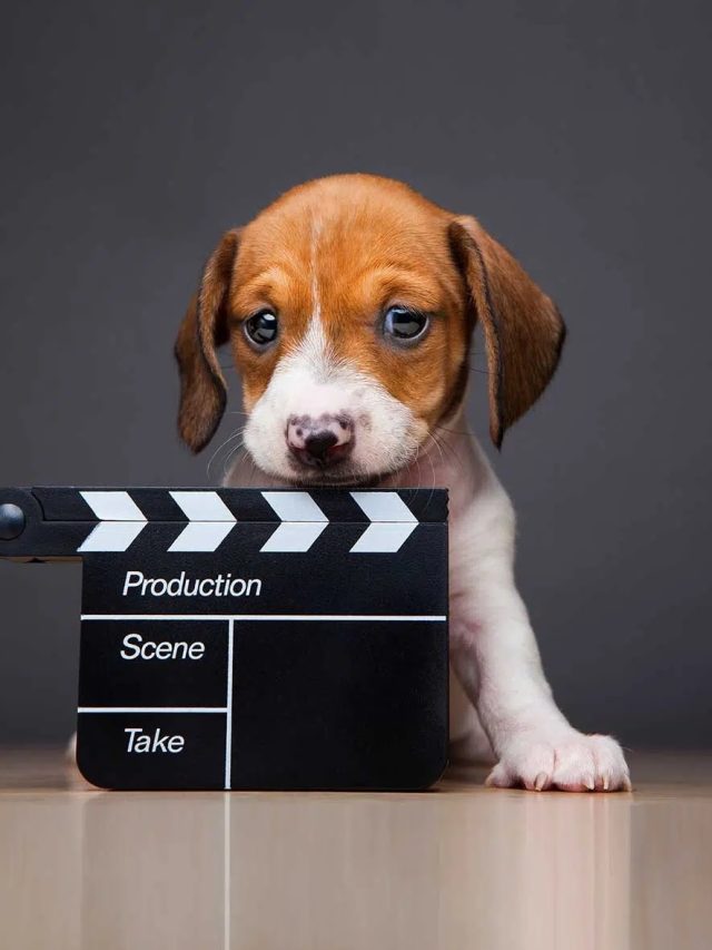 The 10 Best Dog Movies of all Time