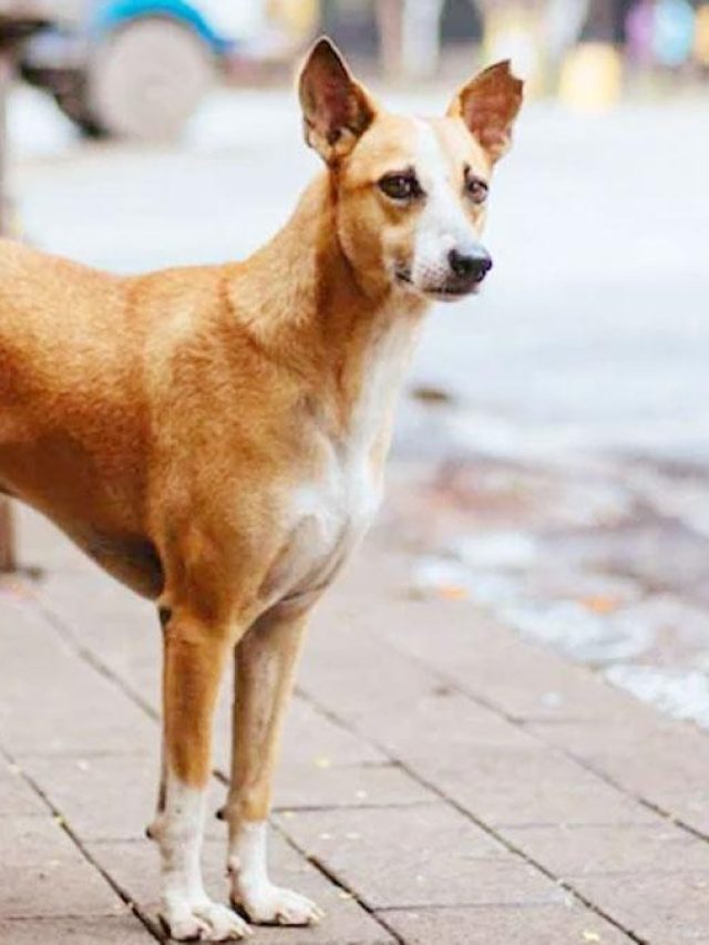 কুকুররা হঠাৎ এত হিংস্র হয়ে উঠেছে কেন? কারণ...