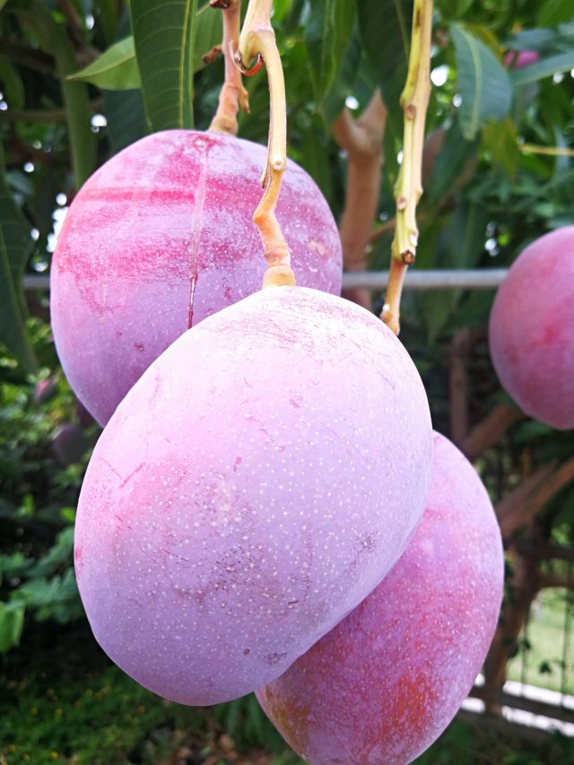 আড়াই লক্ষ টাকা কেজি মিয়াজাকি আম খেলে কী কী উপকার? জানুন