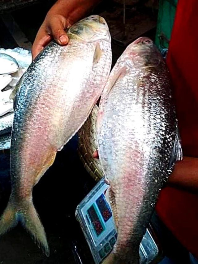 কীভাবে চিনবেন টাটকা ইলিশ?