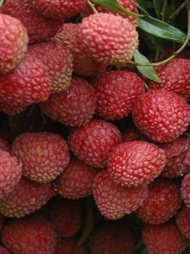 লিচু খান জমিয়ে, তবে ডায়াবেটিস রোগীরা সাবধান