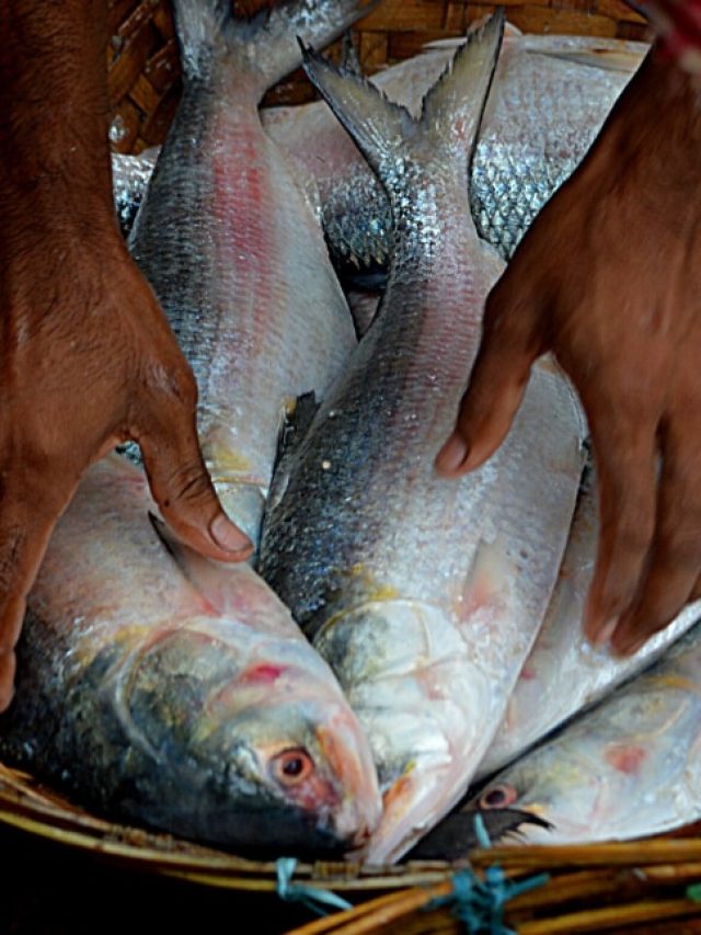 কলকাতায় কবে মিলবে টাটকা ইলিশ?