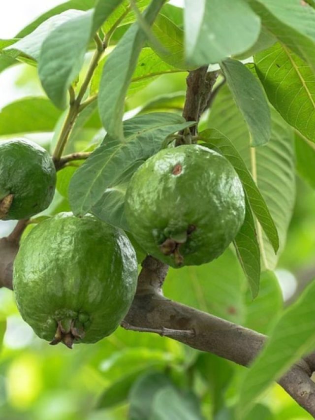 কোলেস্টেরল কমায় পেয়ারা পাতা, কীভাবে খাবেন?