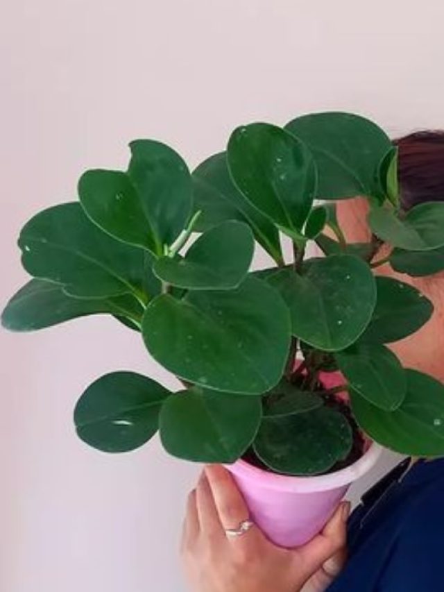 বাড়িতে 'টাকার গাছ' রাখুন এই দিকে, অর্থবৃষ্টি হবে