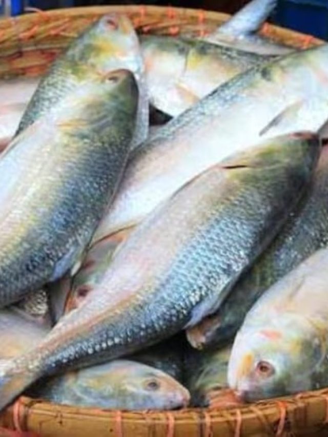 সাগর না নদী, কোন ইলিশ বেশি সুস্বাদু?