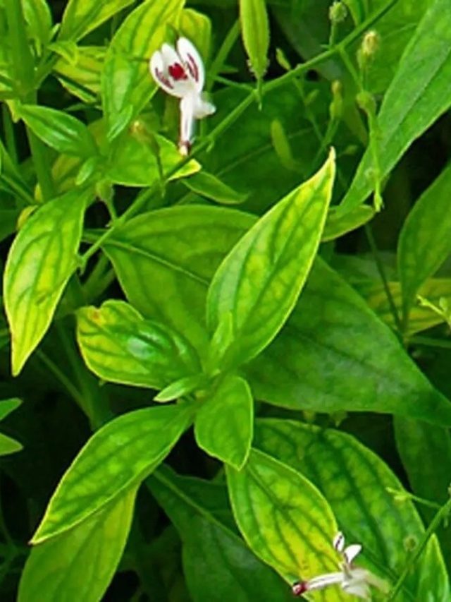 সোঁ-সোঁ করে হজম হবে খাবার, সপ্তাহে ২ দিন চিবিয়ে খান এই পাতা