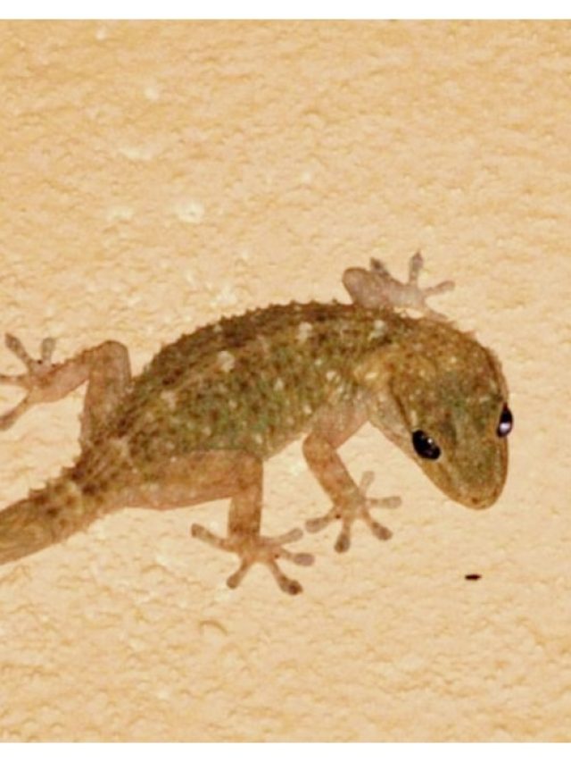 বাড়িতে লেজ কাটা টিকটিকি ঘুরলে কীসের ইঙ্গিত? জানুন