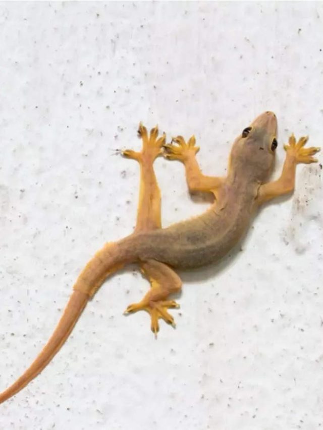 বাড়িতে টিকটিকির উৎপাত? জানুন তাড়ানোর উপায়