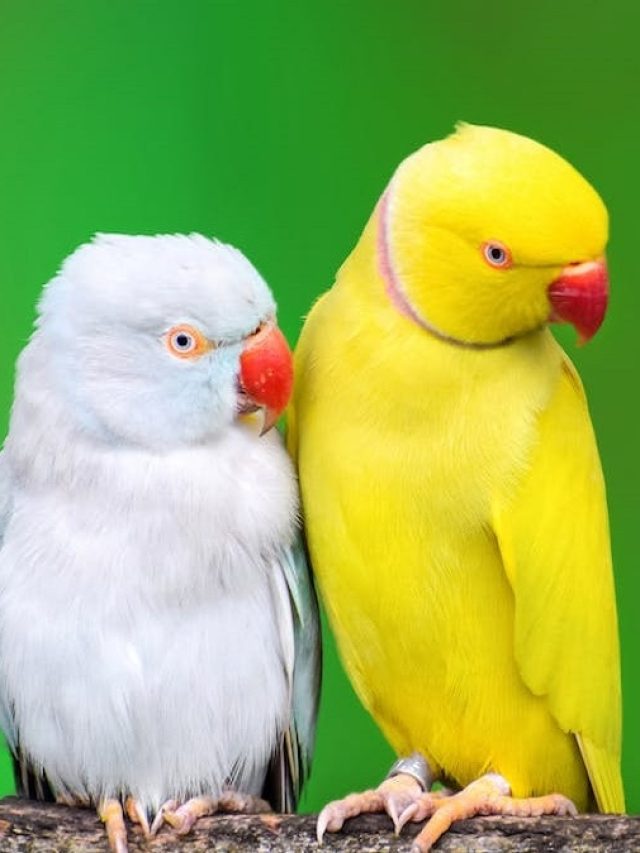   গৃহে এই ৫ জিনিস আসা শুভ সময়ের ইঙ্গিত