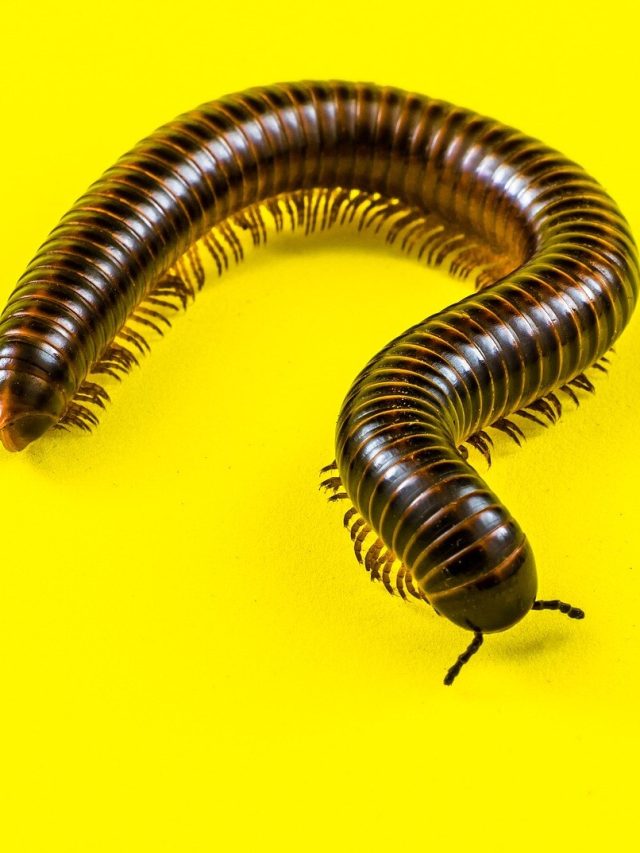 বর্ষায় কেন্নোর উৎপাত? এই ঘরোয়া উপায়গুলিতেই মুক্তি