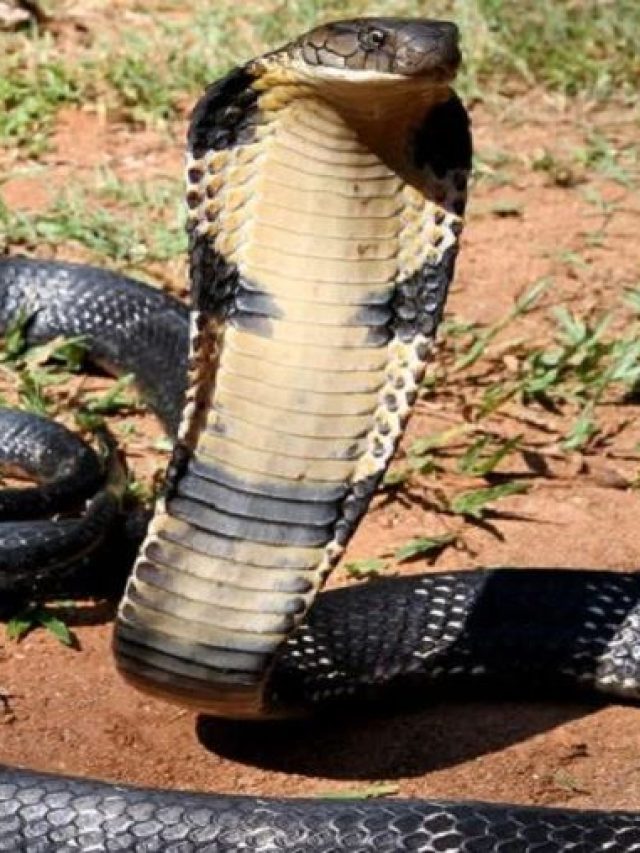 সাপ তাড়ানোর দাওয়াই, এই বীজের কয়েক দানা ছড়িয়ে দিলেই ব্যস...