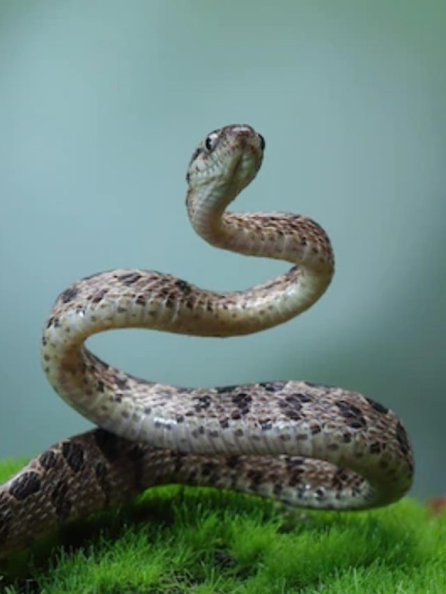 কিং কোবরা নয়, এই সাপের এক ছোবলে মুহূর্তেই মৃত্যু!