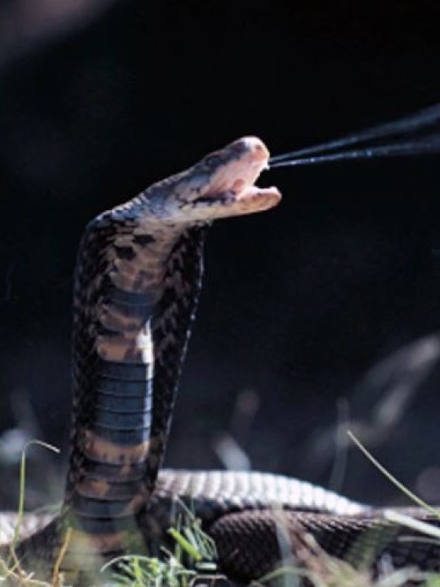 সাপ কামড়ানোর পর ইঞ্জেকশন পাবেন কোথায়?  সব তথ্য রাজ্যের এই অ্যাপে