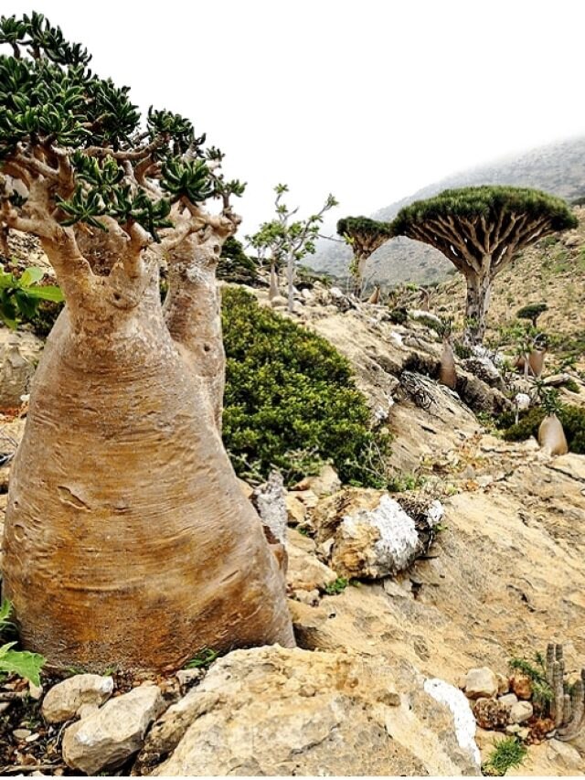 পৃথিবীতে এলিয়েন আইল্যান্ড, গাছপালার বয়স ২ কোটি বছর