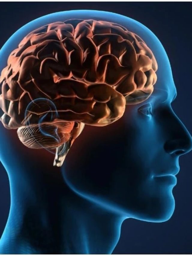 মস্তিষ্ক হবে শক্তিশালী করে ব্রেনের এই সুপারফুড