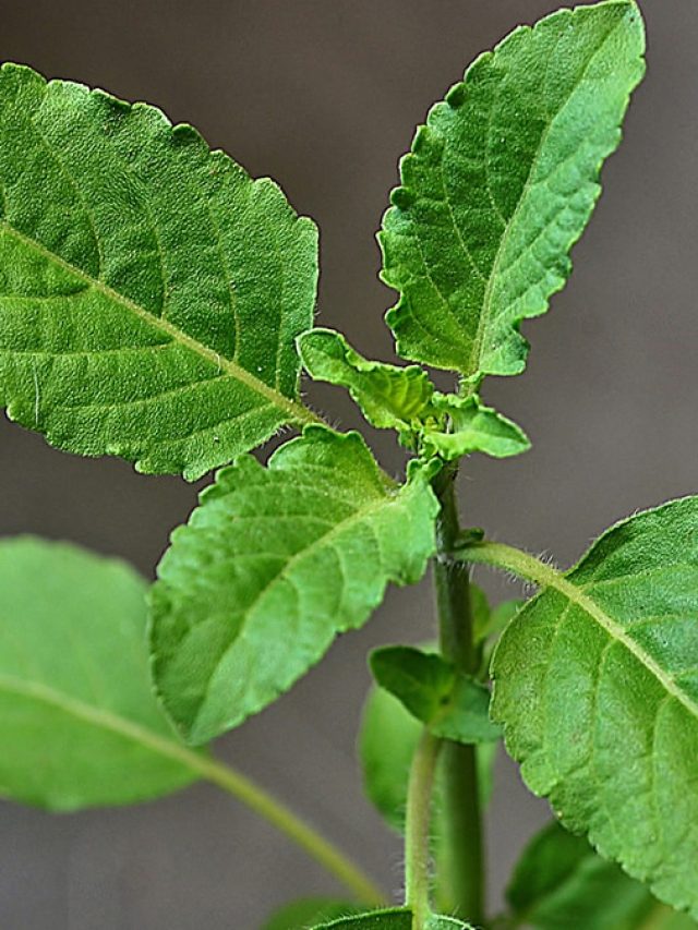বাড়ির তুলসী গাছ বারবার শুকিয়ে যায়, কীসের লক্ষণ?