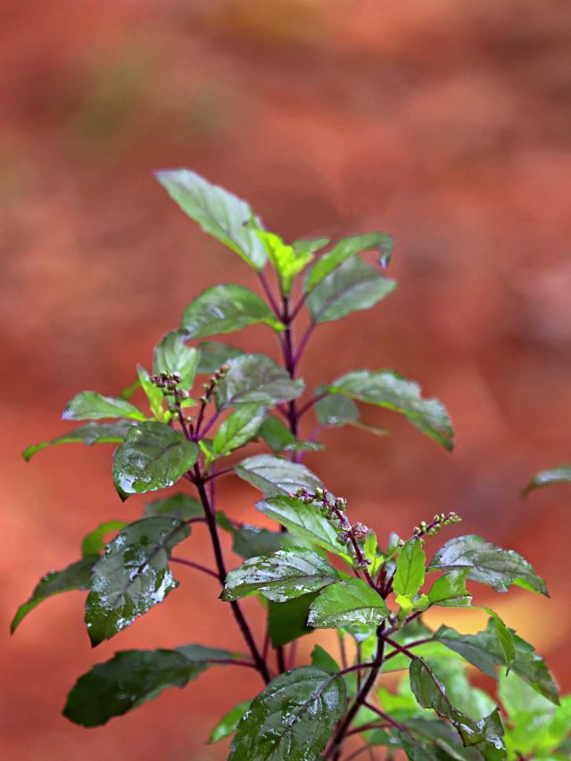 শ্রাবণ মাসে তুলসীর সঙ্গে লাগান এই গাছগুলি, আসবে সুখ-অর্থ