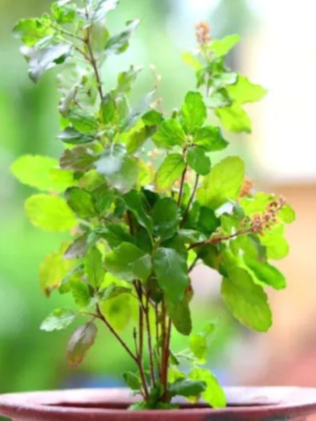 ভুল জায়গায় তুলসী গাছ? বাড়বে অর্থকষ্ট-দুর্ভোগ